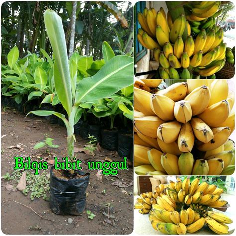 Jual Bibit Pisang Kepok Madu Di Lapak Bilqis Bibit Unggul Bilqisfaiha