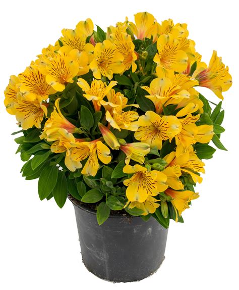 Alstroemeria Inca Husky Ball Australia