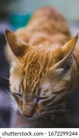 Indian Billi Breed Known Indian Common Stock Photo (Edit Now) 1672299292 | Shutterstock