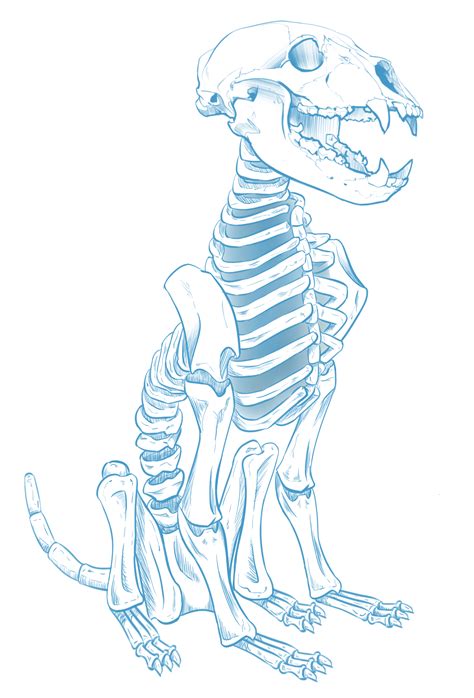 Dog Skeleton Drawing at GetDrawings | Free download