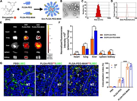 Simvastatin LSEC Targeted Delivery NP Platform Was Designed A