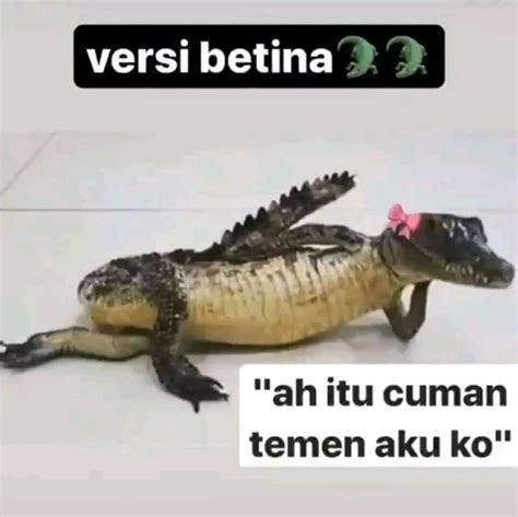 Meme Buaya Darat Versi Cowok