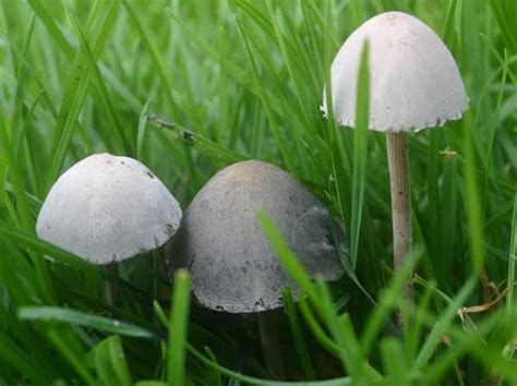 Panaeolus Papilionaceus Petticoat Mottlegill Mushroom