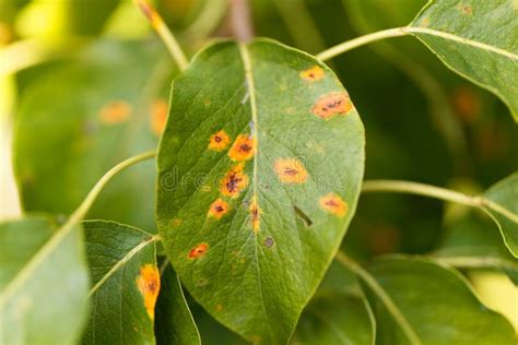 Pear rust. stock image. Image of backgrounds, disease - 99002111