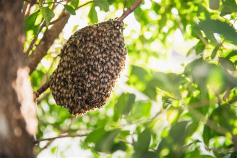 Bee Nest In Tree Maegan Fiore