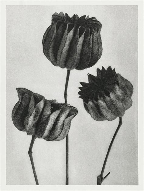 Karl Blossfeldt Macrophotography