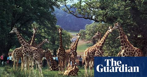 Roaring Success 50 Years Of Longleat Safari Park In Pictures