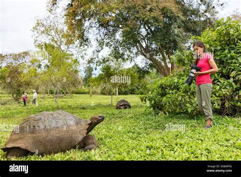 Photographer Tourist And Galapagos Giant Tortoise On Santa Cruz Island