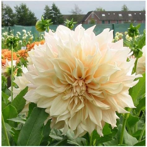 Dahlia Café Au Lait