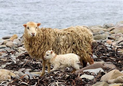 North Ronaldsay | North Ronaldsay Sheep Festival | Scotland