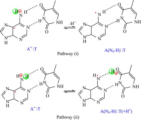 Scheme Two Possible Deprotonation Pathways Of A In Duplex Dna