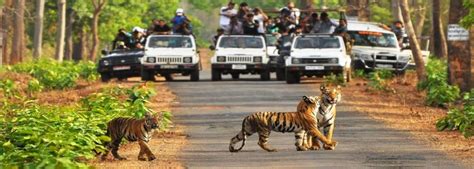 Pilibhit Tiger Reserve Safari Travelderness