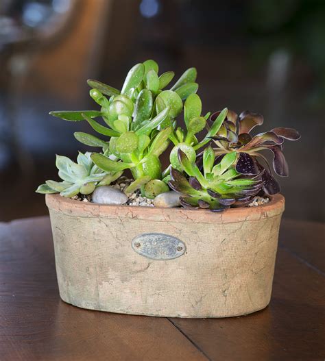 Live Succulent Planter In Pasadena Ca Jacob Maarse Florists