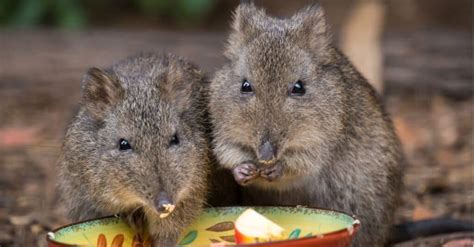 Potoroo A Z Animals