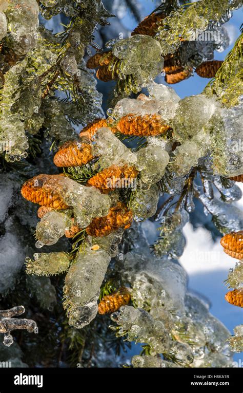 Freezing Tree Hi Res Stock Photography And Images Alamy