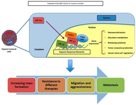 Cancers Free Full Text The Multifactorial Role Of Parp 1 In Tumor