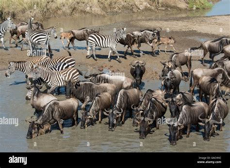 The Wildebeest Migration Blue Wildebeest Connochaetes Taurinus