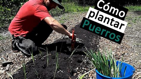 Guía completa Cuándo y cómo plantar puerros con éxito