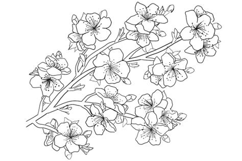 Printable Cherry Blossom Coloring Sheet Porn Sex Picture