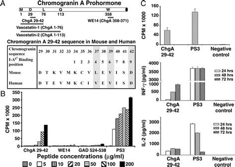 ChgA29 42 Is A New Epitope Of BDC2 5 TCR CD4 T Cells In BDC2 5 TCR