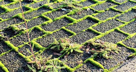 Onkruid Tussen Tegels Verwijderen En Voorkomen Tuin Simpel