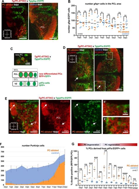 Lifelong Regeneration Of Cerebellar Purkinje Cells After Induced Cell