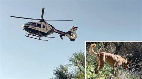 Usan un helicóptero para buscar a dos perros de caza robados y detienen