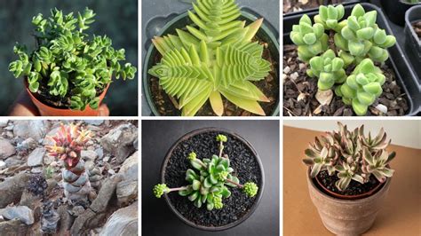 30 EspÉcies De Crassulas Para IdentificaÇÃo Suculentas Cactos Plantas Flowers Youtube