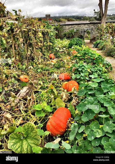 Pumpkin patch Halloween Stock Photo - Alamy