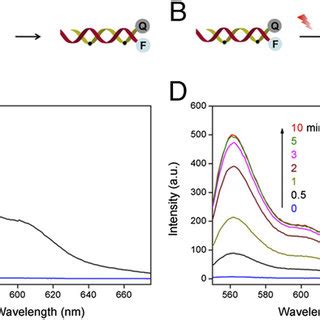 Fret Study Of The Formation Of A Olip And The Light Triggered