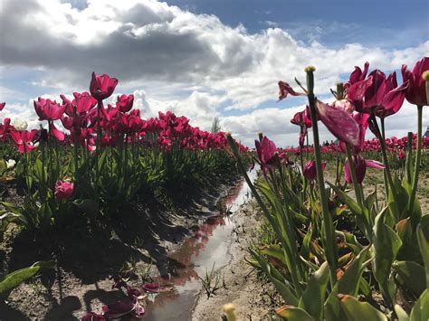 Guide to Funeral Homes and Services in Woodburn, Oregon 14