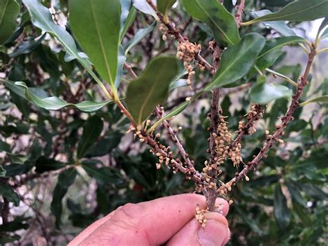 Variable Muttonwood From Peak Crossing Qld Australia On September