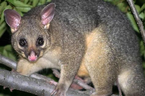 Los Marsupiales Australianos Más Conocidos Del Canguro Al Koala Y Al