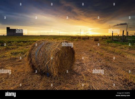 Sekinchan Paddy Field Stock Photo Alamy