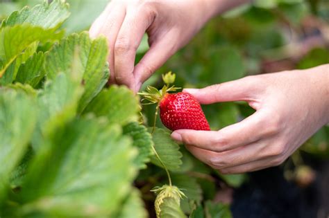 Top Gardening Tips For June Knights Garden Centres