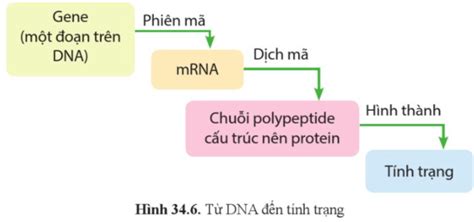 KHTN 9 Bài 34 Cánh diều Từ gene đến tính trạng Giải Khoa học tự