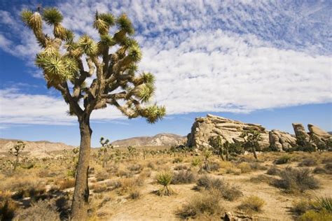 World Facts: Mojave Desert, USA