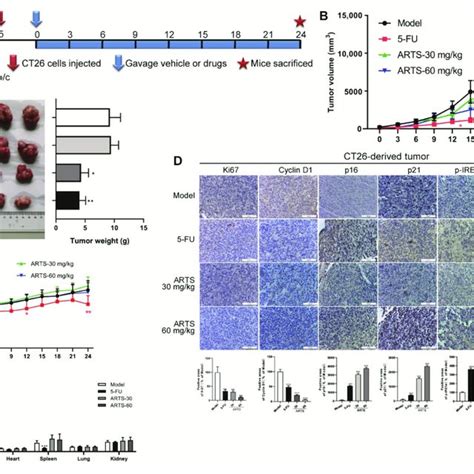 Artesunate Inhibited The Growth Of CT26 Derived Tumor In Vivo A