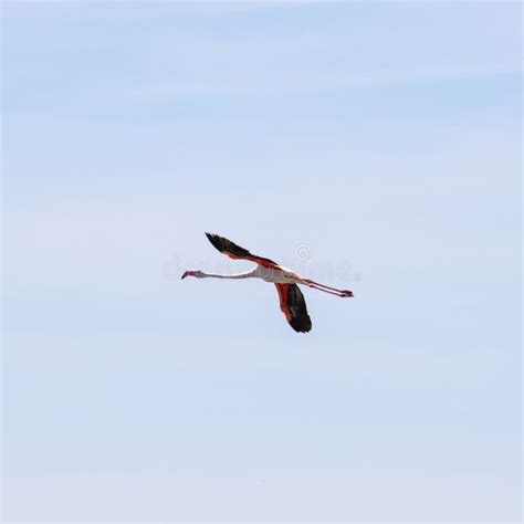 Birds In Donana National Park In Spain Stock Image Image Of Colours