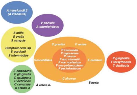 Oral Microbiology In Periodontal Health And Disease Intechopen