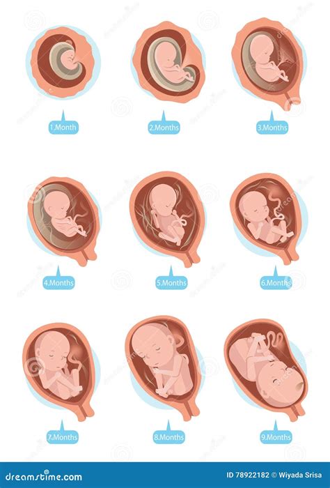 Fetal Growth Stock Vector Illustration Of Fetus Fertility 78922182