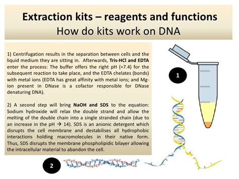 Extraction Kits How Do Kits Work On Dna