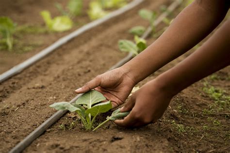 Para que serve o calcário agrícola benefícios e aplicação Campevo