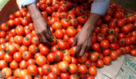 Tomato Prices Cooling Down With Fresh Arrival Retail Prices In Range