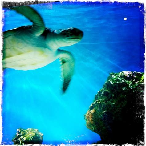 Sea Turtle Monterey Bay Aquarium Fish Pet Turtle