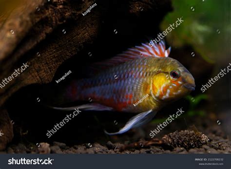 Yellow Dwarf Cichlid Atelier Yuwa Ciao Jp