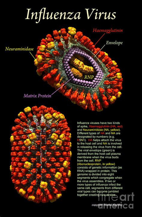 Influenza Virus Poster Black Digital Art by Russell Kightley