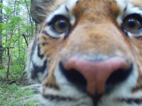 Кто такой амурский тигр?