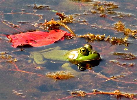 Frog Pond Nature - Free photo on Pixabay - Pixabay