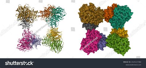 Structure Saccharomyces Cerevisiae Invertase Octamer 3d 库存插图 2125117382